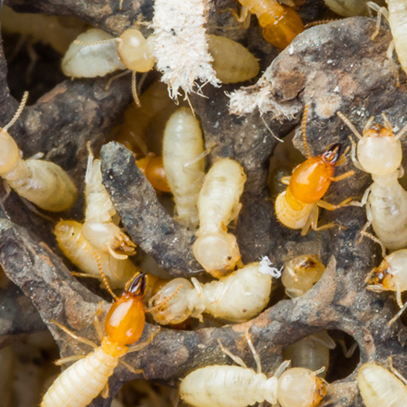 Termites.png